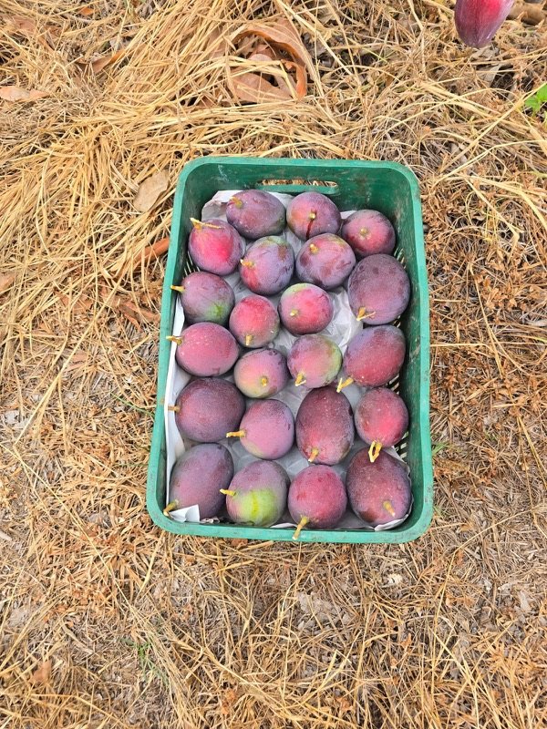 Caixa de colheita com mangas recém-colhidas no pomar