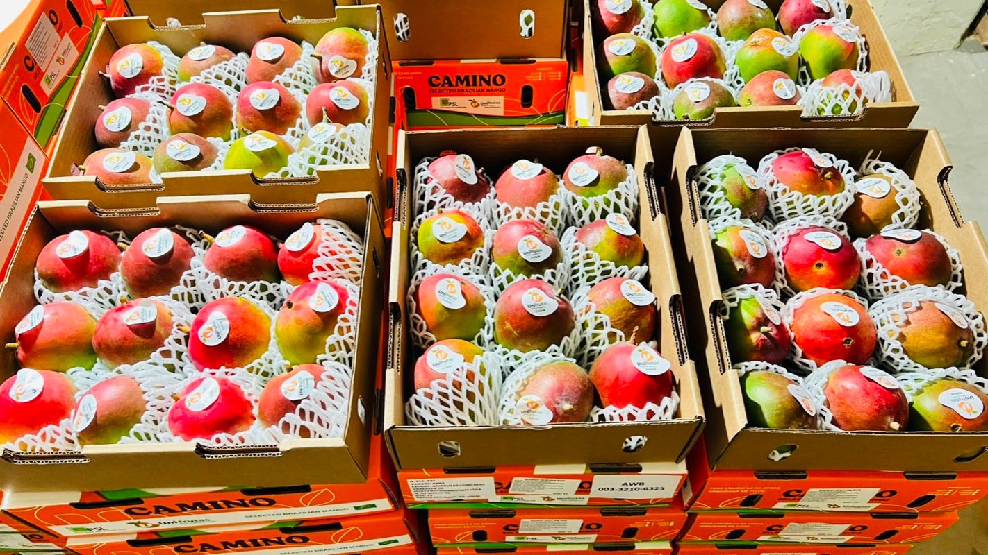 Caixas de manga Kent Unifrutas sobre paletes de exportação