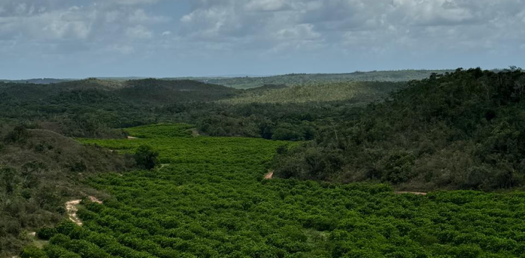 Fazenda de exportação